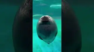 Why do seals pat themselves? 🦭👋💥🤔 