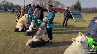 Happy Dog Szív dobog 2023