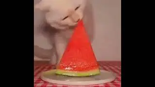 Cat eating a watermelon meme :3