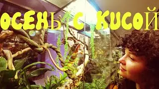 VLOG: ОСЕНЬ С КИСОЙ