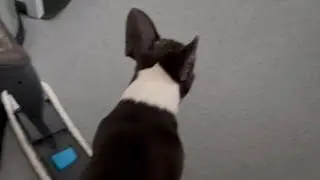 Popped balloon makes dog bark hysterically after the birthday party || WooGlobe