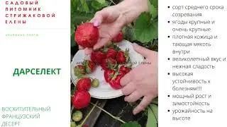 МОЩНЫЙ, ЗИМОСТОЙКИЙ, ВКУСНЕЙШИЙ СОРТА КЛУБНИКИ ДАРСЕЛЕКТ