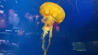 See Sea: Above and Below - One Minute Movies