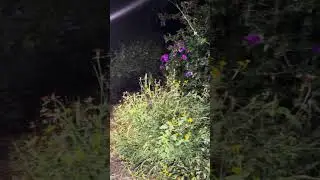 Explorando la casa de las poquianchis en León,Gto.. Entramos de madrugada