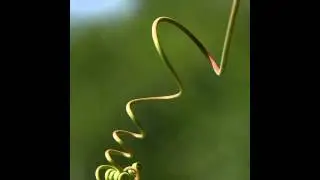gecan