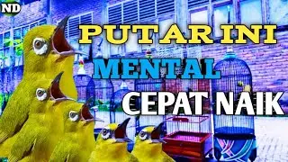 Terapi Pleci Cepat Nembak !! Memancing Pleci Lain Agar Lebih Ngotot Emosi Naik