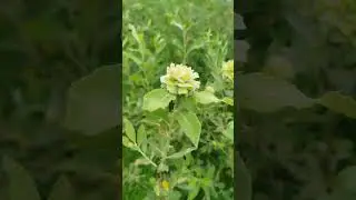 Чудеса:Зелёные розы на иве! Страшно красиво!