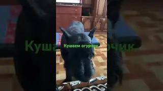 Кушаем огурчик.