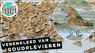 Prachtige verenkleed van goudplevieren | Compilatie Zelf Geschoten | Vroege Vogels