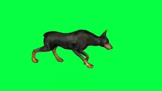 Doberman pinscher! Green screen video!No copyright!