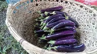 Talong / Eggplant Farming in Liloy, Zamboanga del Norte