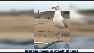 Brutale Meeuw Steelt Telefoon