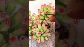 Let's Paint Jelly Bean Succulents with Watercolor