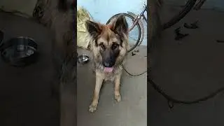 attitude of german shepherd puppies 