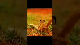 King Cobra attack 