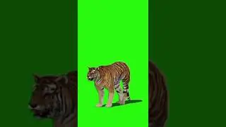 Lion ka green screen videos