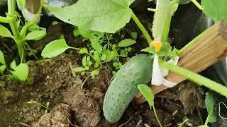 обзор рассады томатов🍅🍅🍅