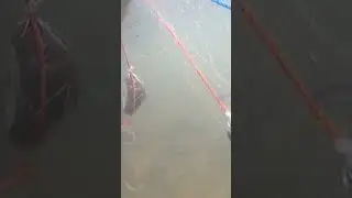 Cara mudah tangkap ikan dengan menggunakan jaring