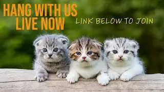 LIVE NOW  Bible Study 2 Timothy on CES LINK below