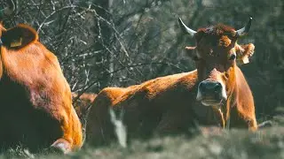 с. Лисиците и най-дългият въжен мост