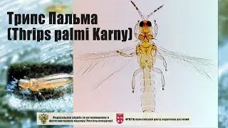 Трипc Пальма (Thrips palmi Karny)