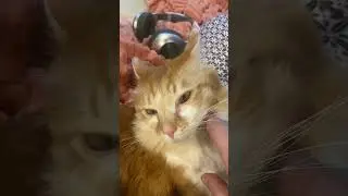 КОТИК КАЙФУШНИК