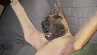 UNUSUAL MEMES COMPILATION V294