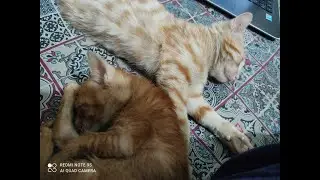 Cute Kittens | Cute Cat Cute Kitty Doing Funny Things | Cute Kitty Playing And Sleeping