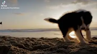 собака на море