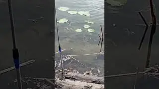 У меня дома рыбу вообще никто не ест.🤣