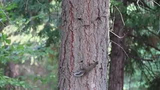 Chickaree chase ( Douglas squirrels ). By Kelli Thompson