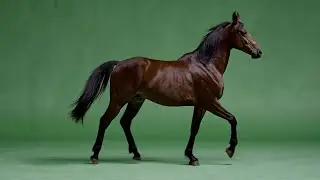 Horse Running – Free Green Screen Loop Animation VFX