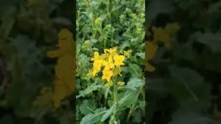 🐝🍯