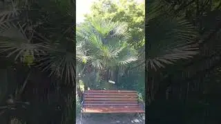 Идеально место для консультаций правильного психолога. Батумский ботанический сад.