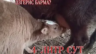УЙДЕГИ САУЫН СЫЙЫР/ТАУЫКЛАР