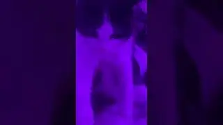 Cute kitty playing