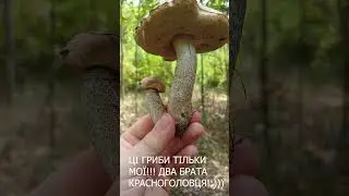 Два брати підосичники тепер мої грибочки!#shorts