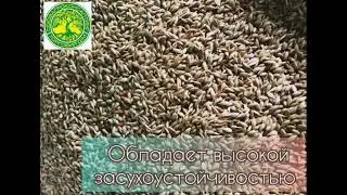 Семена суданской травы