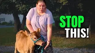 First Time Leading a Calf (Mistakes to Avoid!)