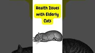 Health Issues With Elderly Cats #elderlycats #seniorcat #oldcat #cathealthtips #cathealth