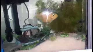 HOW TO ACCLIMATE PARROT FISH