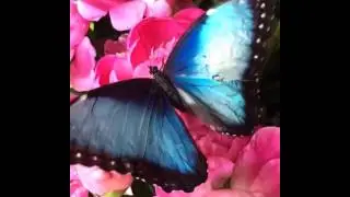 Морфо и пионы
