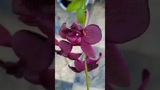 Orchid Flowers