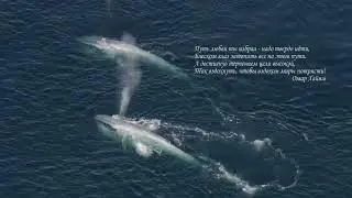 Lara Fabian - Je t'aime Клип - Душа