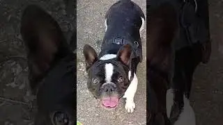 Никки. Французская ушастая. Новая порода😄. #funnydogs #собака #bulldog #pets #doglife #frenchbulldog