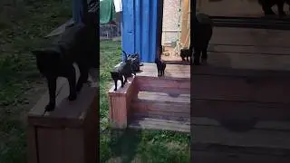 Бандиты Котики на Прогулке #котики #cat