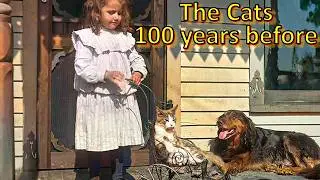 The Oldest photos of CATS | HD colorized