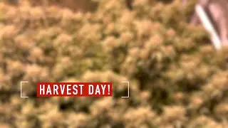 Grow Strong Cup - HARVEST DAY