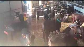 Cepillo ANti Estres CULMATIC  Balbino Torres Cañete  Jaén