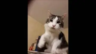 Коты на холодильнике